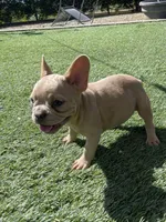 Elsie, a female French Bulldog for sale in Mayer, AZ – Photo 4 of 6