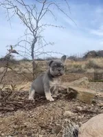 Finnigan, a male French Bulldog for sale in Mayer, AZ – Photo 5 of 5