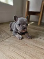 Mia, a female French Bulldog for sale in Mayer, AZ – Photo 5 of 5