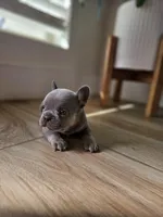 Mia, a female French Bulldog for sale in Mayer, AZ – Photo 1 of 5