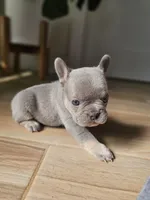 Mia, a female French Bulldog for sale in Mayer, AZ – Photo 4 of 5