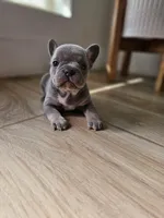 Mia, a female French Bulldog for sale in Mayer, AZ – Photo 3 of 5