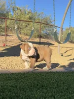 Jade, a female Olde English Bulldogge for sale in Mayer, AZ – Photo 2 of 3