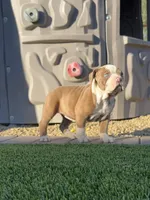 Jade, a female Olde English Bulldogge for sale in Mayer, AZ – Photo 1 of 3