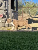 Jade, a female Olde English Bulldogge for sale in Mayer, AZ – Photo 3 of 3