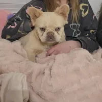 Joy, a female French Bulldog for sale in Mayer, AZ – Photo 2 of 2