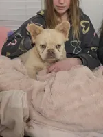 Joy, a female French Bulldog for sale in Mayer, AZ – Photo 2 of 2