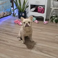 Joy, a female French Bulldog for sale in Mayer, AZ – Photo 1 of 2