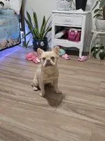 Joy, a female French Bulldog for sale in Mayer, AZ – Photo 1 of 2