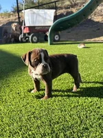 Hattie, a female Olde English Bulldogge for sale in Mayer, AZ – Photo 3 of 4