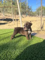 Hattie, a female Olde English Bulldogge for sale in Mayer, AZ – Photo 4 of 4
