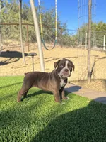Hattie, a female Olde English Bulldogge for sale in Mayer, AZ – Photo 1 of 4