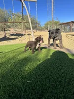 Hattie, a female Olde English Bulldogge for sale in Mayer, AZ – Photo 2 of 4