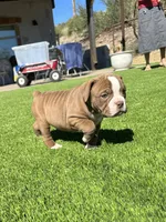 Harper, a female Olde English Bulldogge for sale in Mayer, AZ – Photo 2 of 3