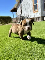Harper, a female Olde English Bulldogge for sale in Mayer, AZ – Photo 1 of 3