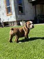 Harper, a female Olde English Bulldogge for sale in Mayer, AZ – Photo 3 of 3