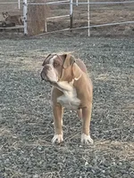 Humphrey, a male Olde English Bulldogge for sale in Mayer, AZ – Photo 1 of 4