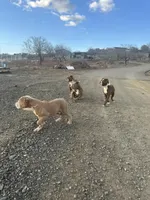 Humphrey, a male Olde English Bulldogge for sale in Mayer, AZ – Photo 4 of 4