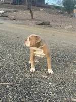 Humphrey, a male Olde English Bulldogge for sale in Mayer, AZ – Photo 2 of 4
