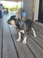 Mack, a male French Bulldog for sale in Mayer, AZ – Photo 2 of 4