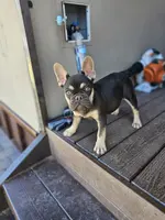 Mack, a male French Bulldog for sale in Mayer, AZ – Photo 1 of 4