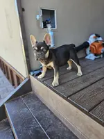 Mack, a male French Bulldog for sale in Mayer, AZ – Photo 4 of 4