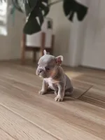 Marshall, a male French Bulldog for sale in Mayer, AZ – Photo 2 of 7