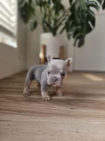 Marshall, a male French Bulldog for sale in Mayer, AZ – Photo 4 of 7