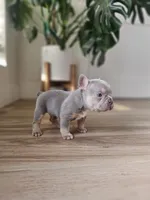 Marshall, a male French Bulldog for sale in Mayer, AZ – Photo 3 of 7