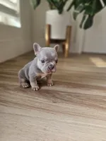 Marshall, a male French Bulldog for sale in Mayer, AZ – Photo 5 of 7