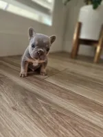 Marshall, a male French Bulldog for sale in Mayer, AZ – Photo 7 of 7