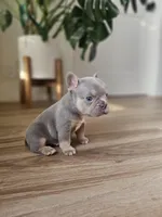 Marshall, a male French Bulldog for sale in Mayer, AZ – Photo 6 of 7