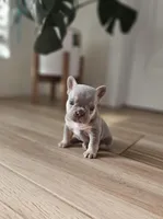 Marshall, a male French Bulldog for sale in Mayer, AZ – Photo 1 of 7