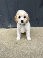 Lola, a female Cavapoo for sale in Plainfield, IL – Photo 4 of 4