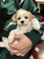 Lola, a female Cavapoo for sale in Plainfield, IL – Photo 3 of 4