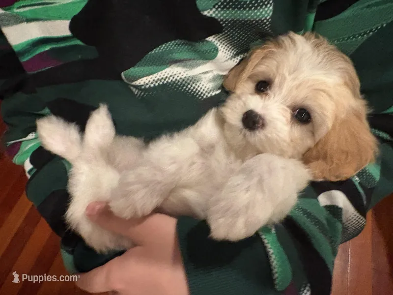 Lola – Cavapoo puppy for sale in Plainfield, IL