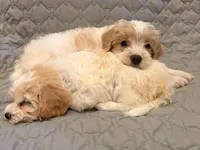 Lola, a female Cavapoo for sale in Plainfield, IL – Photo 2 of 4