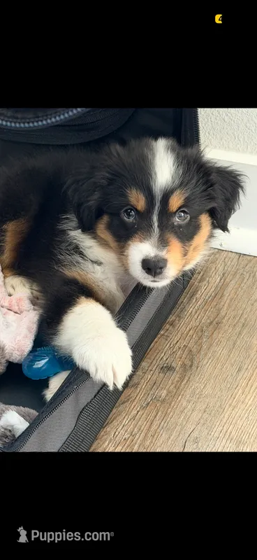 Lily – Australian Shepherd puppy for sale in Castaic, CA
