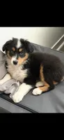 Lily, a female Australian Shepherd for sale in Castaic, CA – 2 of 2