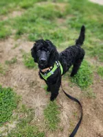 Luigi, a male Poodle - Standard  for sale in Springfield Township, PA – 9 of 10