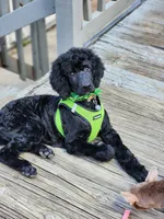 Luigi, a male Poodle - Standard  for sale in Springfield Township, PA – 7 of 10