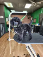 Luigi, a male Poodle - Standard  for sale in Springfield Township, PA – 6 of 10
