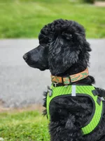 Luigi, a male Poodle - Standard  for sale in Springfield Township, PA – 4 of 10