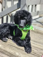 Luigi, a male Poodle - Standard  for sale in Springfield Township, PA – 5 of 10