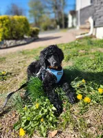 Luigi, a male Poodle - Standard  for sale in Springfield Township, PA – 10 of 10