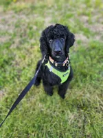 Luigi, a male Poodle - Standard  for sale in Springfield Township, PA – 8 of 10