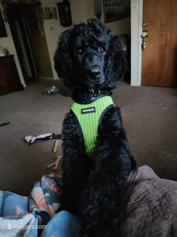 Luigi – Poodle - Standard  puppy for sale in Springfield Township, PA