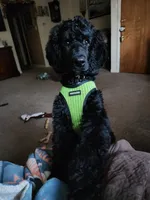 Luigi, a male Poodle - Standard  for sale in Springfield Township, PA – 1 of 10