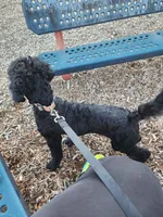 Luigi, a male Poodle - Standard  for sale in Springfield Township, PA – 2 of 10