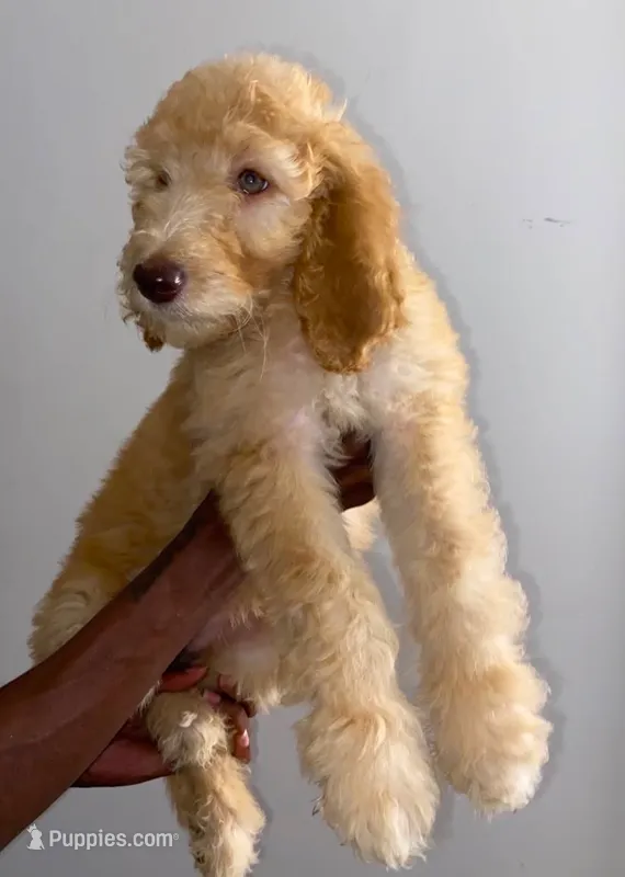 Purple – Aussiedoodle puppy for sale in Marietta, GA
